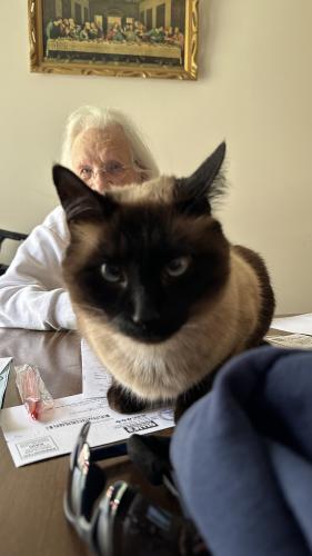 Lost Female Cat last seen Ketron Veterinary hosp , Blountville, TN 37617