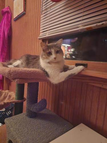 Lost Female Cat last seen W Clevenger Dr & N 54th St, Fayetteville, AR 72704