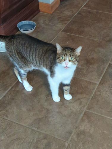 Lost Female Cat last seen Kingsport Ridge neighborhood, Alison and birchbark, Carol Stream, IL 60188