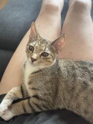 Lost Male Cat last seen Pathways Nursing , Cronulla, NSW 2230