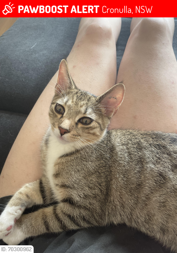 Lost Male Cat last seen Pathways Nursing , Cronulla, NSW 2230