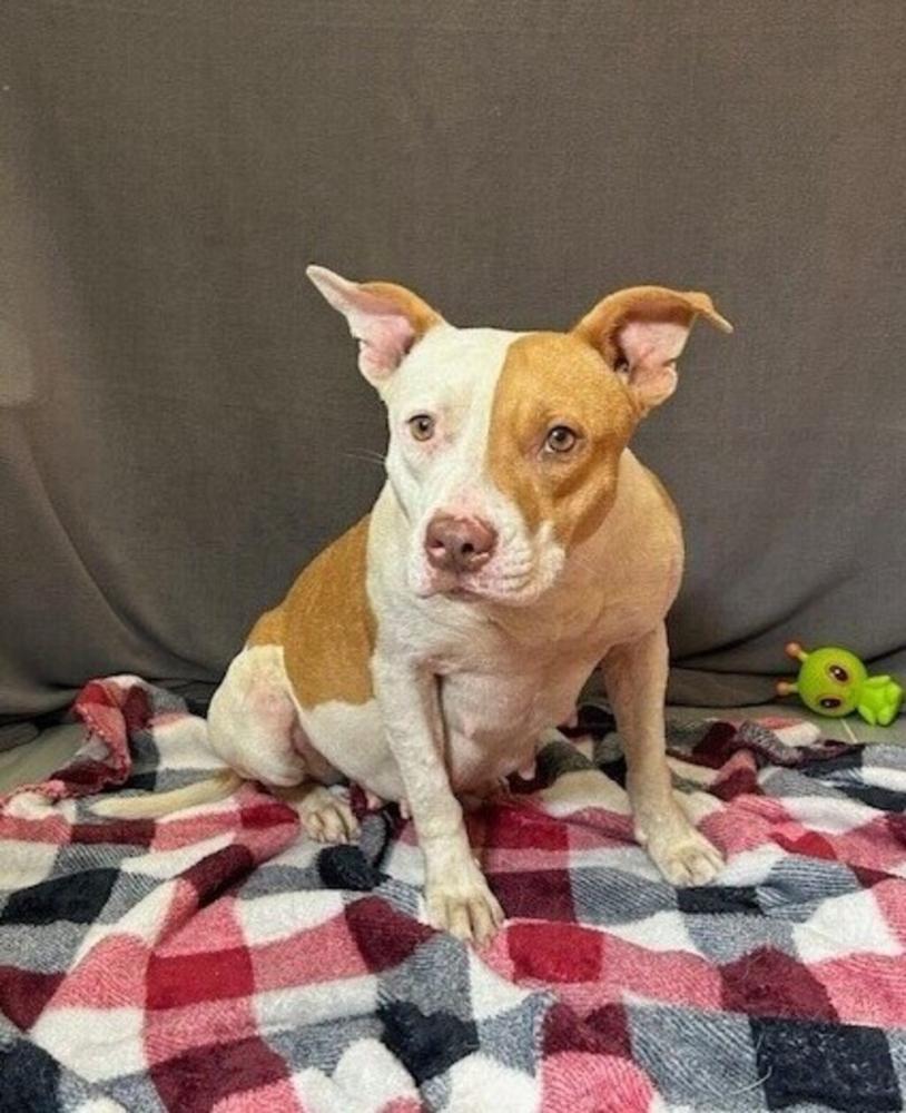 Shelter Stray Female Dog last seen Near English Drive, LAFAYETTE, LA, 70507, Lafayette, LA 70507