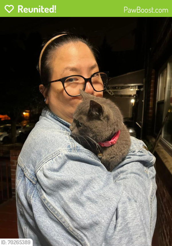 Reunited Female Cat last seen Near 67th street Brooklyn NY,11219, Brooklyn, NY 11219