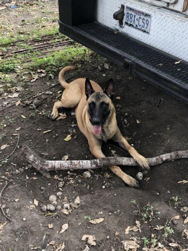 Lost Male Dog last seen Southcross & mission rd 78214, San Antonio, TX 78214