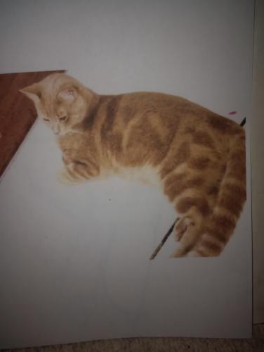 Lost Male Cat last seen Black Foot Road college Park MD , College Park, MD 20740