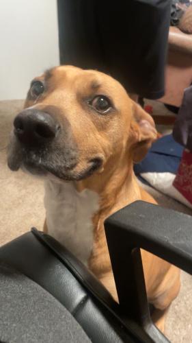 Lost Male Dog last seen Wyoming and spain, Albuquerque, NM 87109