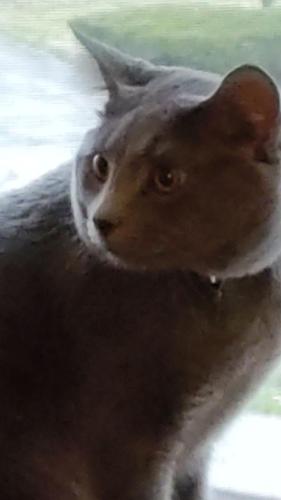 Lost Male Cat last seen 46th St and Washington Blvd , Indianapolis, IN 46205
