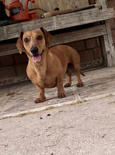 Lost Male Dog last seen N Stewart rd & 3 mile , Palmhurst, TX 78574