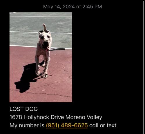 Lost Male Dog last seen Hollyhock cross street Kitching , Moreno Valley, CA 92557