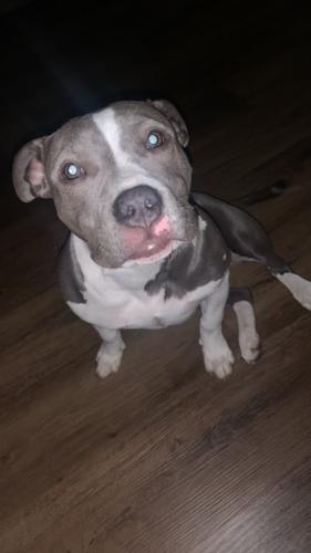 Lost Female Dog last seen 4th and garnette, Tulsa, OK 74128