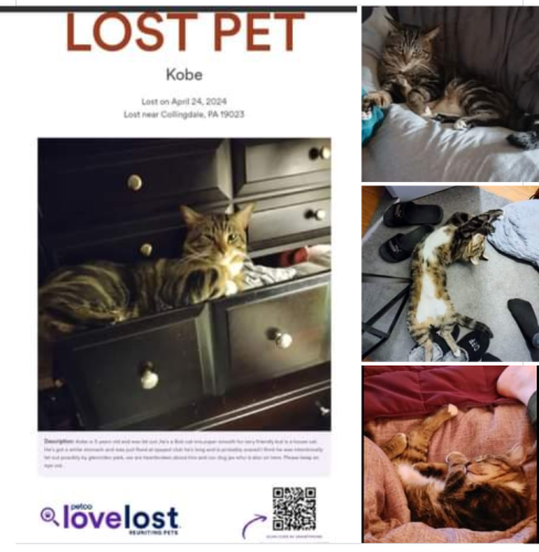 Lost Male Cat last seen Collingdale  Lafayette avenue and macdade blvd, Collingdale, PA 19023
