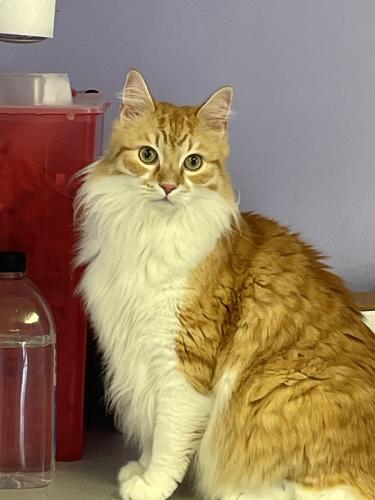 Lost Male Cat last seen Belt Line and Two Notch, Columbia, SC 29204
