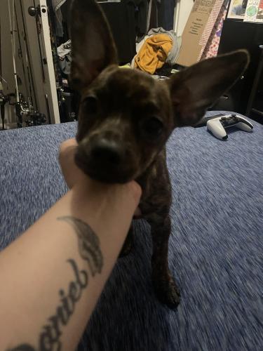 Lost Male Dog last seen Im not sure , Fort Worth, TX 76102