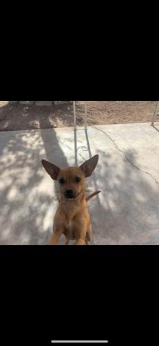 Lost Female Dog last seen Pecos and Washington, Las Vegas, NV 89101