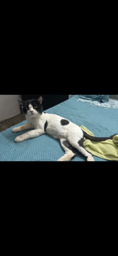 Lost Male Cat last seen Fareed seekh kabab, Mumbai, MH 400047
