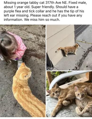 Lost Male Cat last seen 317th Ave NE, Cambridge, MN 55008