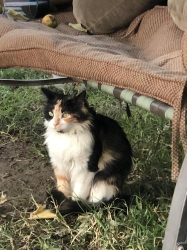Lost Female Cat last seen Florence st & Jurupa st, Riverside, CA 92504