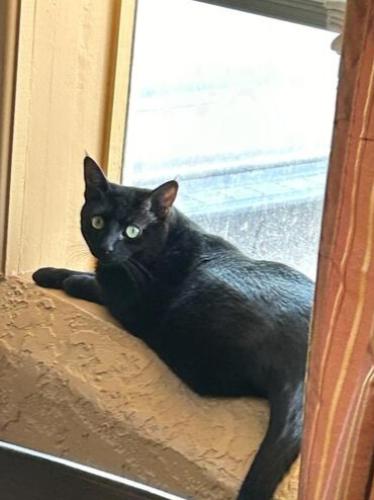 Lost Female Cat last seen El Paseo and Farney, Las Cruces, NM 88001