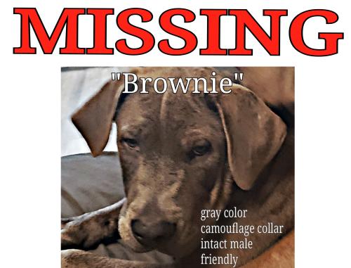 Lost Male Dog last seen Geddy Road Gray Court 29645  SC, Gray Court, SC 29645