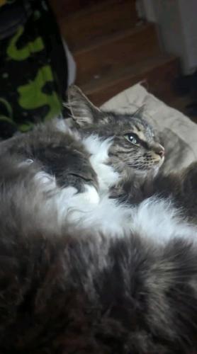 Lost Male Cat last seen Near south  rd mansfield ohio, Mansfield, OH 44903