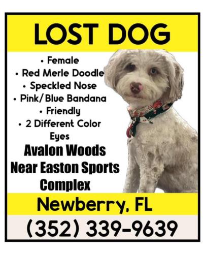 Lost Female Dog last seen Near Easton Sports Complex/Avalon Woods Subdivision, Newberry, FL 32669