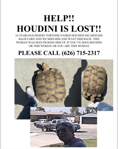 Lost Unknown Reptile last seen Stimson and Gale, Hacienda Heights, CA 91745