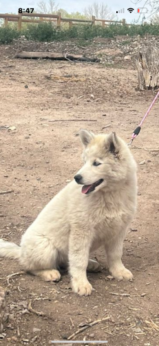 Lost Female Dog last seen Near  Blake rd sw 87105, Albuquerque, NM 87105