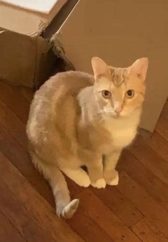 Lost Male Cat last seen Hampden and Haverford Avenue Narberth PA. A couple streets up from Great American Pub. , Narberth, PA 19072