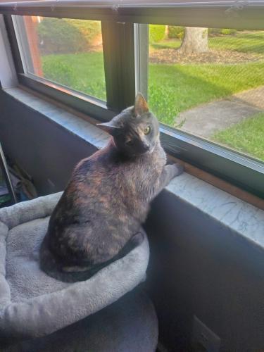 Lost Female Cat last seen Close to corner of Parlin and Richard, Grove City, OH 43123
