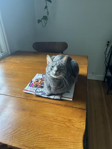 Lost Male Cat last seen 7th Ave & Cook Street , Portland, OR 97212