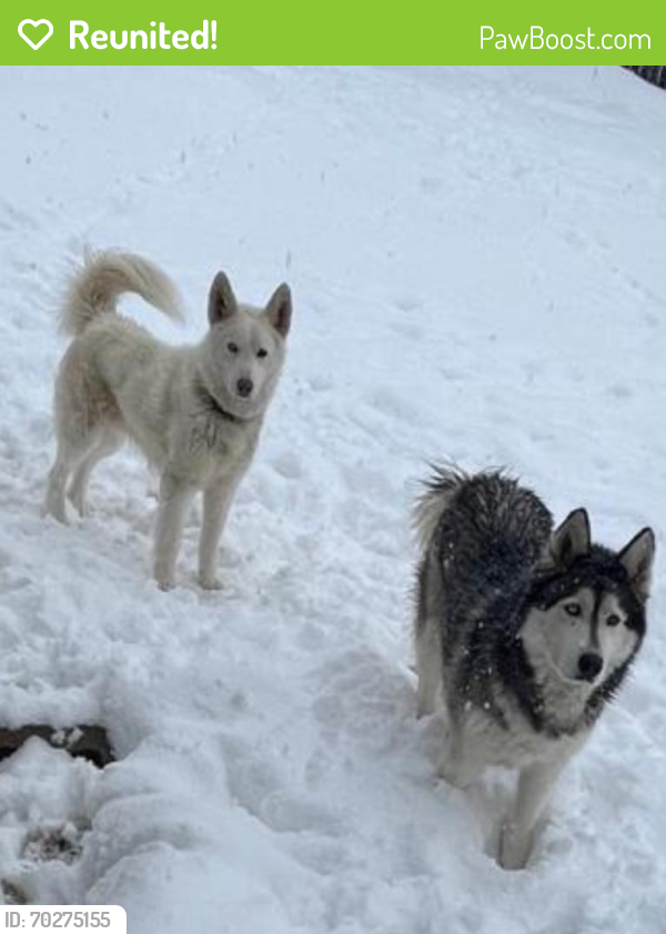 Reunited Male Dog last seen Buckley and smoky hill, Aurora, CO 80015