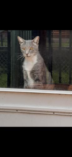 Lost Male Cat last seen Hamburg pike / Scott St, Jeffersonville, IN 47130
