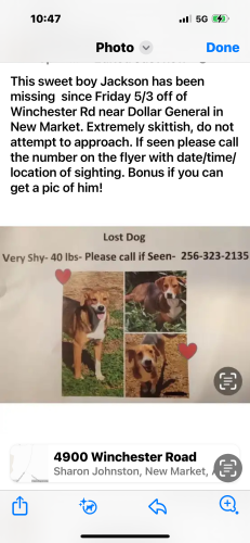 Lost Male Dog last seen Near Winchester Road New Market AL, New Market, AL 35761