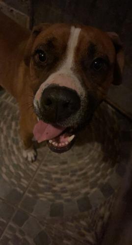 Lost Male Dog last seen Near Golden cove Dr , Brownsville, TX 78526