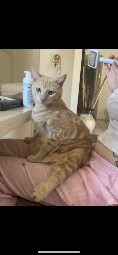 Lost Male Cat last seen Near cholla dr dhs , Desert Hot Springs, CA 92240