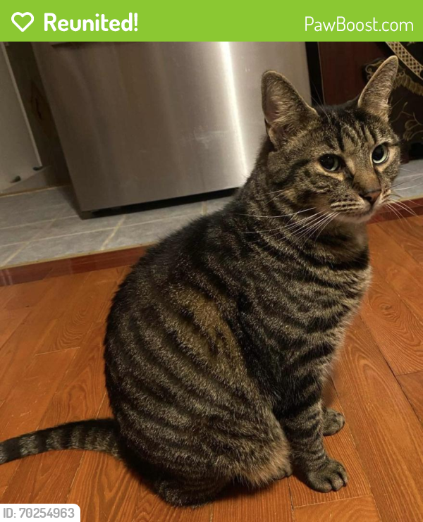 Reunited Male Cat last seen Near 127th st and 20th Ave; In the vicinity of 126th and 127th St, Queens, NY 11356