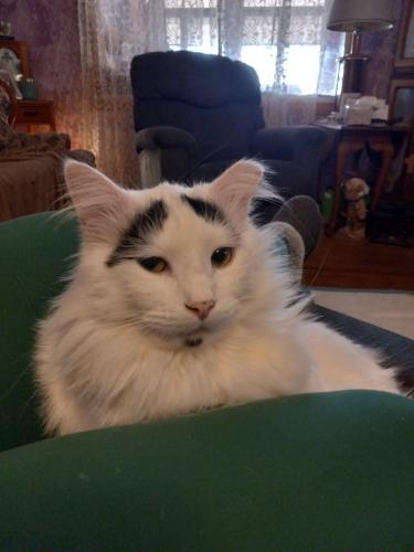 Lost Male Cat last seen ord  Street  between Front and Ravine. Next Street is Burger, Toledo, OH 43605