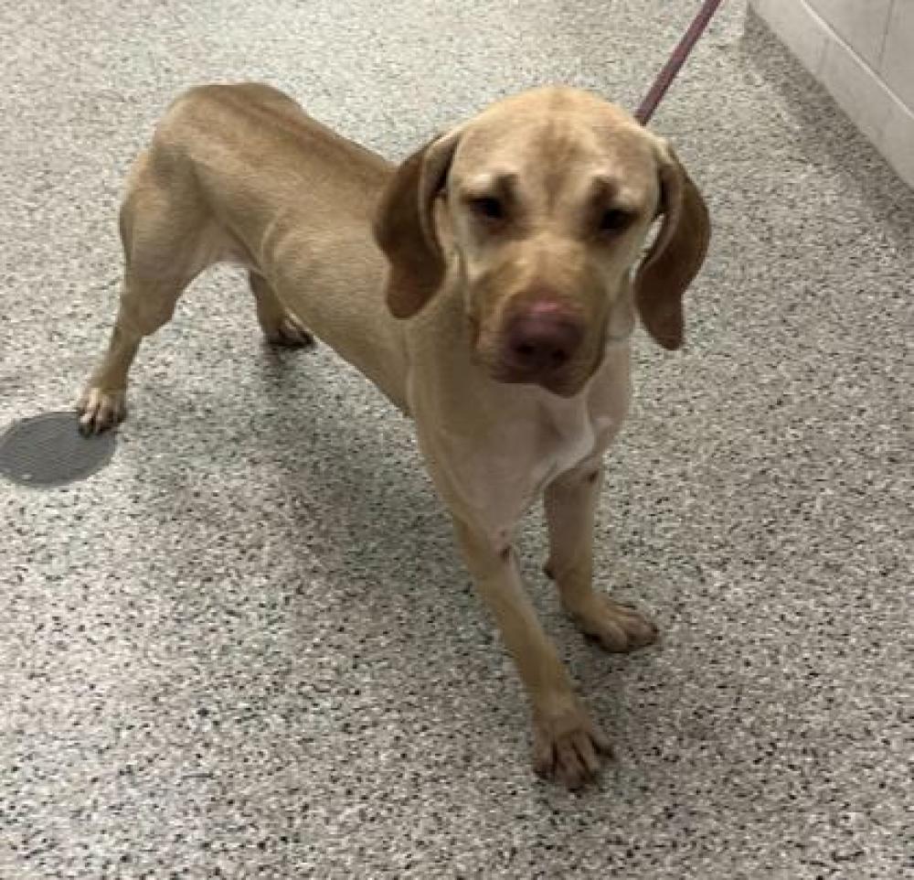 Shelter Stray Male Dog last seen N Walrond Ave, 64117, MO, Kansas City, MO 64132