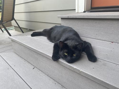 Lost Male Cat last seen 44th and Steele, Portland, OR , Portland, OR 97206