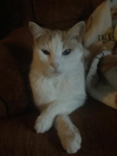 Lost Female Cat last seen Hollyberry Dr and Hollyberry Cir., Roswell, GA 30076
