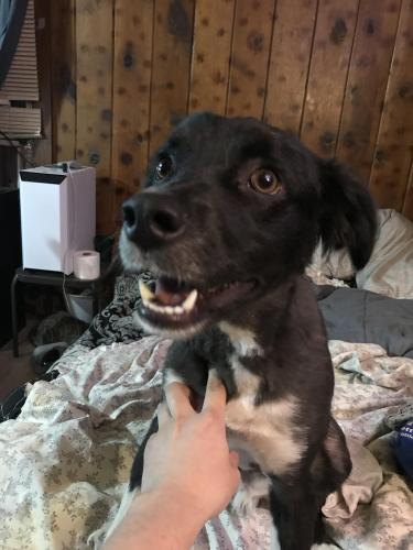 Lost Male Dog last seen 2nd Candelaria , Albuquerque, NM 87107