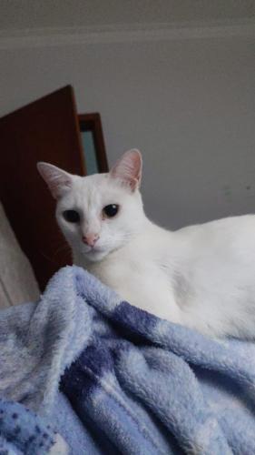Lost Female Cat last seen Avenida Álvaro Guimarães , Vila Jupiter, SP 09890-400