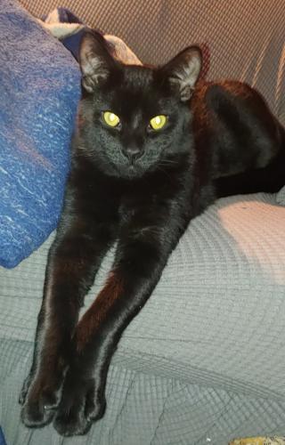 Lost Male Cat last seen Near N H St Lakeview Oregon 97630, Lakeview, OR 97630
