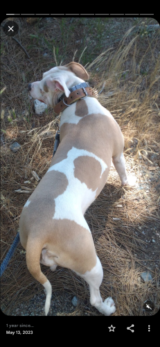 Lost Female Dog last seen Allard and pioneer blvd, Norwalk, CA 90650