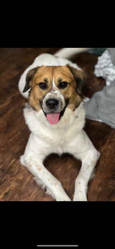 Lost Male Dog last seen Edgewood and New Jersey rd, Lakeland, FL 33803