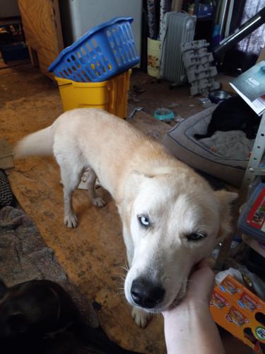Lost Male Dog last seen Se 44th and Bryant , Oklahoma City, OK 73129