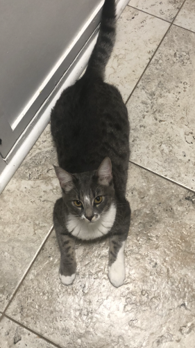 Lost Male Cat last seen Heathdale and Verness St by Covina HS, Covina, CA 91723