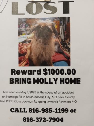 Lost Female Dog last seen County Line Rd Kansas City Mo, Raymore, MO 64149