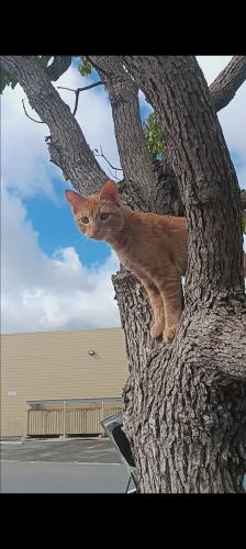 Lost Male Cat last seen Went missing from Rosecrans & Crenshaw; as of 05/11/24 Kitty was spotted in Gardena,CA still by Berendo Ave & 146th. , Gardena, CA 90247