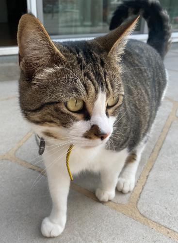 Lost Male Cat last seen Sierra Madre Blvd, Pasadena, CA 91107